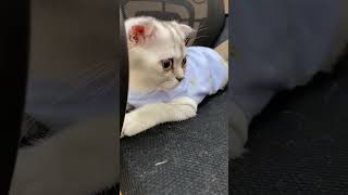 Cat Sitting in the Chair Like a BOSS funny funnyvideo funnyshorts cat catlover catvideos [upl. by Quince]