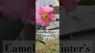 Camellia Winters Interlude camellia [upl. by Leinahtam]