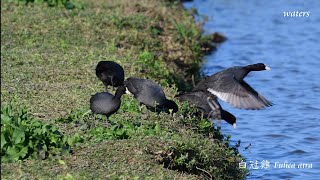 白冠雞 Fulica atra [upl. by Ynagoham]