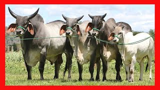 🔴 GUZERAT DOBLE PROPOSITO ✅ Vacas Lecheras y Carnicas [upl. by Noj]