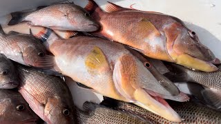 Fishing 11 miles Offshore for Hog Fish and Snapper [upl. by Damle5]