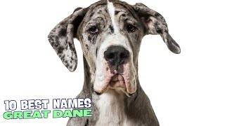 10 Best Names for Great Danes 🐶 [upl. by Ecniuq]