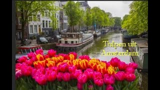 Tulpen uit Amsterdam Herman Emmink [upl. by Pippas574]