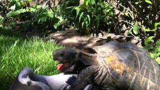 Tess the Tortoise humping and Boris the blue Sharpei nosing [upl. by Weyermann]