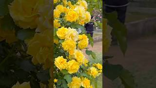 Beautiful climbing yellow rose flowers [upl. by Dnomaid]