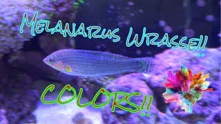 Melanarus Wrasse Care Guide [upl. by Enined420]