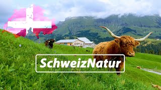 Relaxing Music Switzerland Marbach [upl. by Ecnav580]