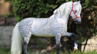 Orlov Trotter  horse breed [upl. by Annabelle941]