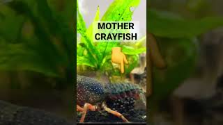 My Crayfish Breeding Tank  33K subscriber special [upl. by Ralat]