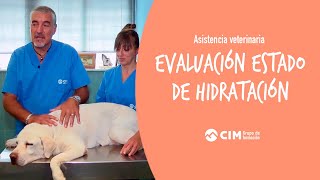 Evaluación del estado de hidratación en veterinaria  CIM Formación [upl. by Knox857]