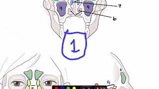 Dermatomes and Skull sinus Textbook [upl. by Suivatna]