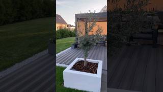 DIY Hochbeet Pflanzkübel für Olivenbaum einpflanzen Zitronenbaum pflanzen Garten Beet Rindenmulch [upl. by Bilbe549]