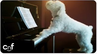 Dog Plays Piano and Sings [upl. by Bolme]