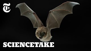 Secrets of the Bat Wing  ScienceTake [upl. by Rainer]