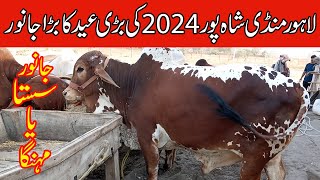 Lahore cow Mandi  Lahore cattle market  Qurbani 2024  لاہور منڈی شاہ پور [upl. by Fisher]