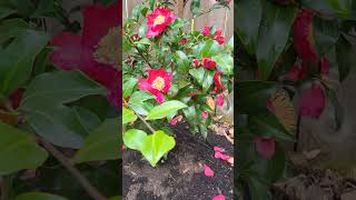 Camellia sasanqua October Magic Crimson N Clover [upl. by Yrrep]