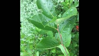 Aronia arbutifolia  Red Chokeberry [upl. by Aiduan]