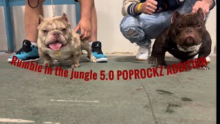 Rumble In The Jungle 50 Most Epic Exotic Bully Dog Show Ever [upl. by Janiuszck]