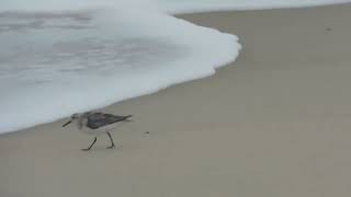 Sanderling looking for food at Delaware seashore state park August 2024 [upl. by Eiroj]