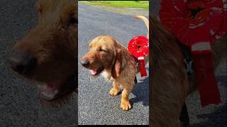 BALDER basset fauve de bretagne rairides Davik Bremanger doglover dog jakthund [upl. by Sholes]