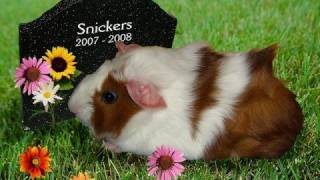 The Guinea Pig Song  Joe Pasquale [upl. by Lenzi]