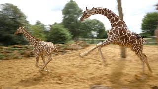 Giraffes walk gallop and play at ZSL Whipsnade Zoo [upl. by Ydissac137]