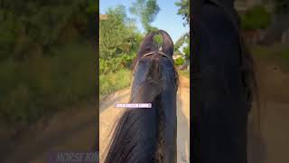 Ride on Brood mare horsekingdom iqbalsamra horselover horse horseriding [upl. by Maletta]