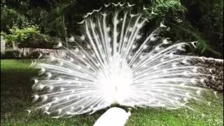 White peacock opening feathers The most beautiful white peacock [upl. by Tabitha]