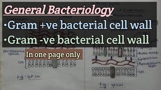 General Bacteriology  Cell wall of gram positive amp gram negative bacteria  With Diagram  One page [upl. by Northrup]