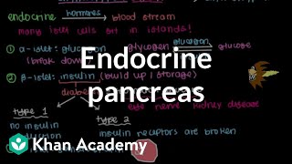 Endocrine pancreas  Gastrointestinal system physiology  NCLEXRN  Khan Academy [upl. by Bonnes]