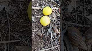 🥚🥚💕Finding millipedes and snails with eggs 🐌🐌💖snail millipede egg [upl. by Riccardo]