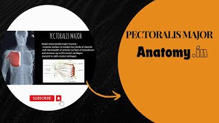 Anatomy PECTORALIS MAJOR 3danimation anatomy physicaltherapy muscles [upl. by Noisla]