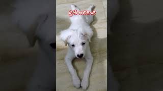 Stokie 😍 petlovers youtube shorts shorts viral trending subscribemychannel Latha Singireddy [upl. by Asserac474]