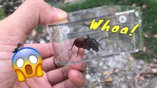 The Ant and the Grasshopper  Aesops Fables  PINKFONG Story Time for Children [upl. by Landy]