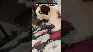 Nani ko darana hai inhe ab🫢😂shihtzucutenessdogloverfunnypetstrendingshotpetspetvideosnewsh [upl. by Llebyram244]