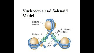 nucleosome and solenoid model  For XII BSc and MSc  All About Biology [upl. by Anile]