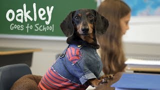 Ep 10 OAKLEY GOES TO SCHOOL  Cute Dog Video School Day [upl. by Ennaihs]