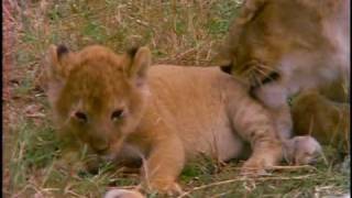 Timón y Pumba  Mucho sobre Leones [upl. by Aneloj]