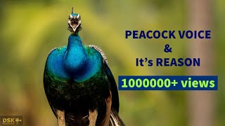 Peacock Behavioural voice modulations and its reasons  Peacock call  peacock sound  peacock noise [upl. by Tterab]