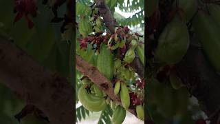 Averrhoa bilimbiIbakamias fruit kamias bilimbi fruit shorts [upl. by Ravi371]