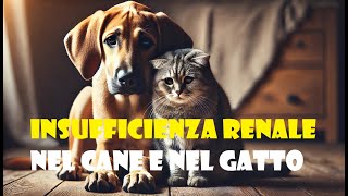 L’insufficienza renale nel cane e nel gatto [upl. by Shurlocke]