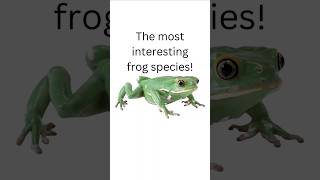 Most interesting frog species facts animals fypシ゚ fyp viralshorts [upl. by Azmah]