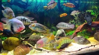 HDAmerican Cichlids Community Tank update 31122015 [upl. by Foskett]