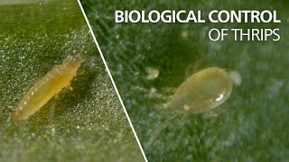 Biological control of thrips  Neoseiulus cucumeris [upl. by Narbig]