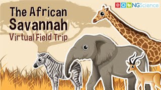 African Savannah – Virtual Field Trip [upl. by Alyakcm]