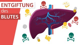 Wie funktioniert die Leber  Stiftung Gesundheitswissen [upl. by Zurkow]