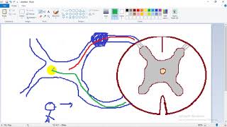 ASCENDING TRACTS 1  dr Laila   Lateral Spinothalamic  الجهاز العصبي [upl. by Selokcin926]