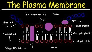 Fluid Mosaic Model of the Plasma Membrane  Phospholipid Bilayer [upl. by Glori]