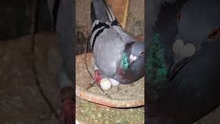 Racing Pigeons Eggs  Pigeons laid eggs  Pigeon Clash pigeonclash birds racingpiegons pigeonegg [upl. by Almond412]