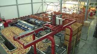 Sorter  6 lines sorting machine with robot for unloading apples and pears [upl. by Davide]